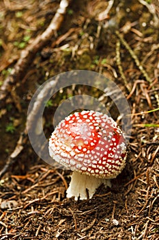 Red and White Poisonous Amanita Mushroom
