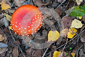 The red and white poisonous toadstool or mushroom called ly Agaric