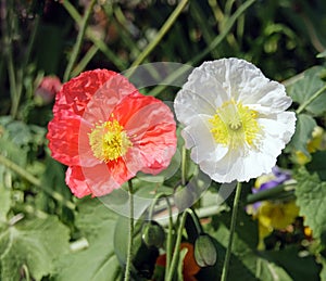 Red and white poppies