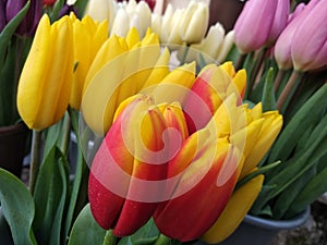 Red, white, purple and yellow tulips