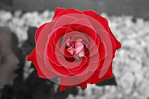 Red & white rose