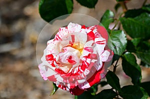 Red White Rose