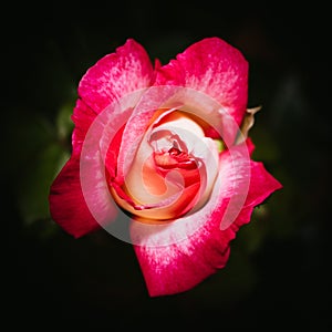 Red and white rose blooming