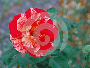 Red and white rose flower bloom on a background of blurry green leaves in a roses garden.