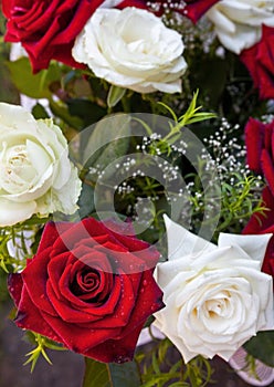 Red and white rose flowers