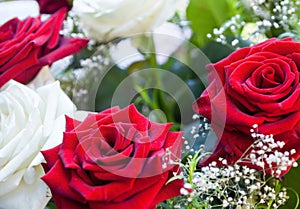 Red and white rose flowers