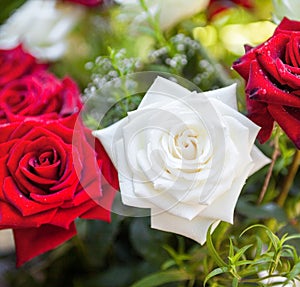 Red and white rose flowers