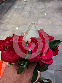 Red and white rose flowers to decoration photo