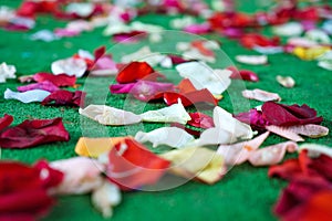 Red, white rose petals scattered on green carpet