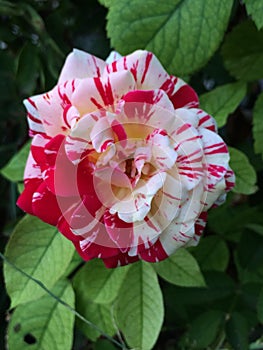 A single George Burns red rose