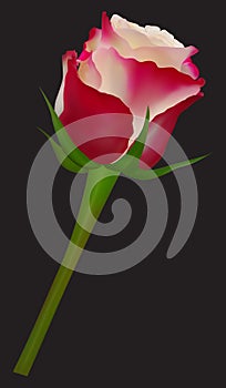 Red-White Rose - Vector Illustration