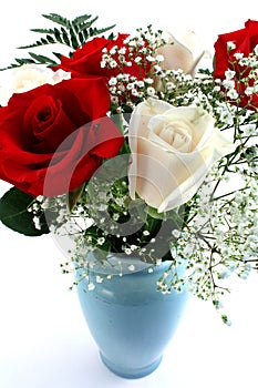 Red and White Roses