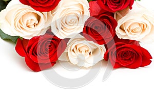 Red and white roses isolated
