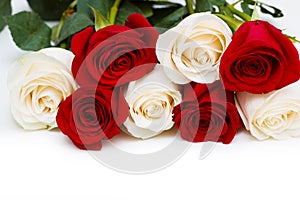 Red and white roses isolated