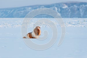 Red and white shih tsu walking at winter near Lena Pillars