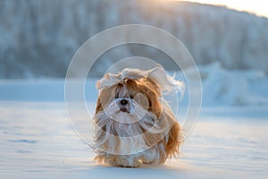 Red and white shih tsu walking at winter near Lena Pillars