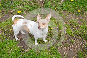 Red and white small chihuahua weenie dog outdoor photo