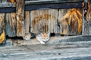 Red and white small kittens looking with curiosity out of doors of old wooden hut in a countryside.