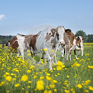 Red and white spotted cows and buttercups in dutch summer meadow near utrecht and amersfoort in holland