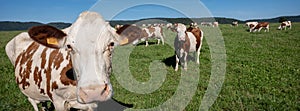 red and white spotted cows in green grassy jura landscape