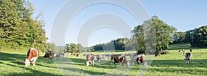 red and white spotted cows in green grassy jura landscape
