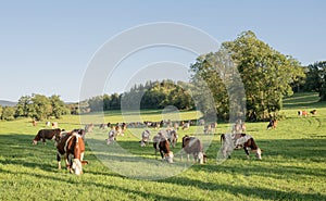 red and white spotted cows in green grassy jura landscape