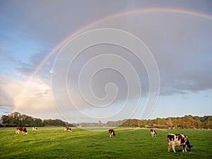 red and white spotted cows in green meadow near utrecht in the netherlands with rainbow in cloudy sky