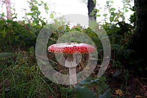 Red and white spotted toadstool mushroom in a forest