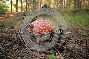 Red and white-spotted toadstool mushroom with pine cone in Etna Park