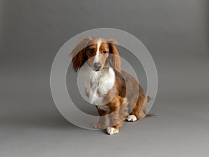 Red and white standard long-haired dachshund looking ahead with shy expression while sitting on grey seamless background photo