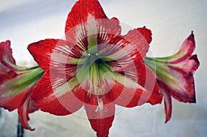 Red and white striped barbados lily, Hippeastrum striatum is a flowering perennial herbaceous bulbous plant