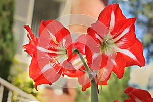 Red and white striped Barbados lily plant