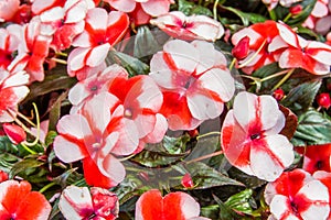 Red and white striped impatiens flowers