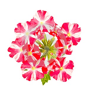 Red and white striped verbena flowers