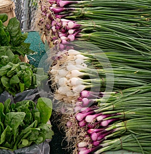 Red and White Summer Onions at Market