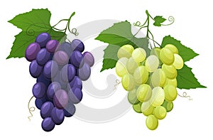 Red and white table grapes. Fresh fruit from which wine is made. vector illustration