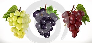 Red and white table grapes, wine grapes. Vector icon set