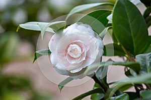 Red and white tea flowers