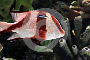 Red and white tropical striped fish