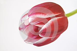 Red-white tulip