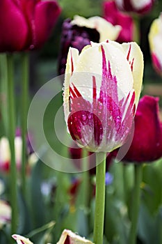 Red and White Tulip