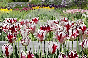 Red white tulip blossom close-up, spring garden flower background. Blooming flowerbed with Dutch tulips