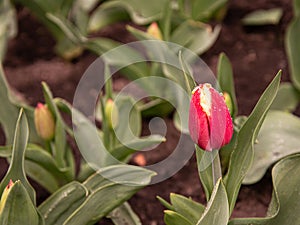 Red and white tulip blossom. Spring bloom in a botanical garden.