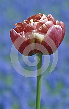 Red and white tulip.