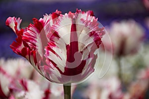 Red White tulip, Botanical Gardens of Balchik, Bulgaria