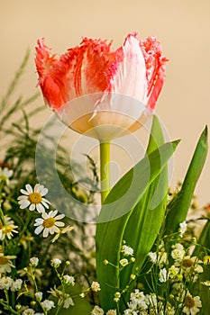 Red white tulip in bouquete photo