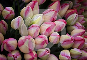 Red and white Tulip buds not open