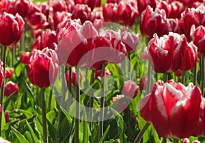 Red and White Tulip Cluster