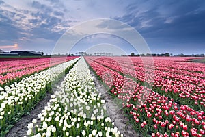 Red and white tulip field in spring