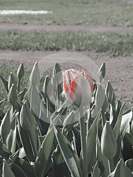 Red-and-white tulip flower. Spring tulips. Nature background, selective focus on the flower heads.